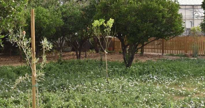 Agrokipos Tiny Cottage_Garden_50