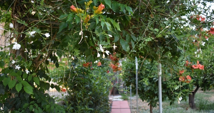 Agrokipos Tiny Cottage_Garden_61